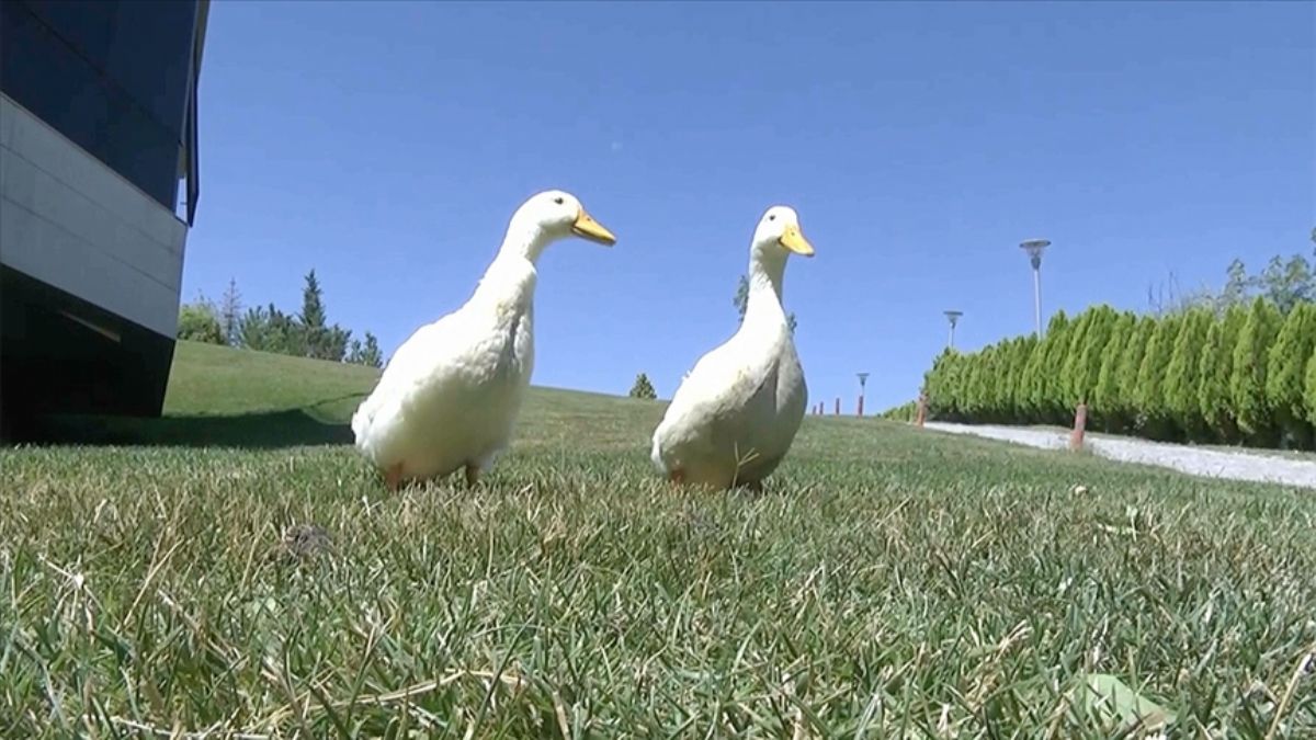 Ördekler için İçişleri Bakanlığı devrede