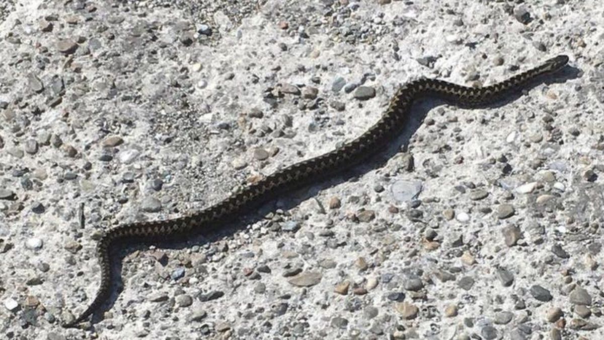 İngiltere'de yılan saldırıları yoğunlaştı