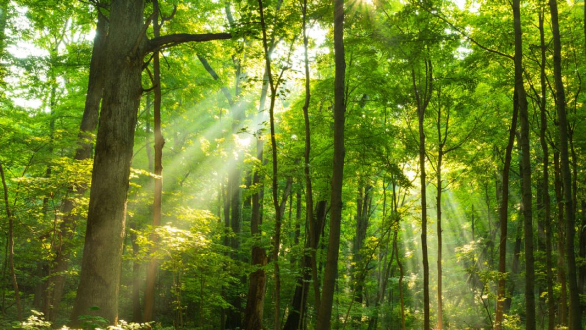 Hangi ormanlara girmek yasak? Hangi şehirlerde ormana girmek yasaklandı?