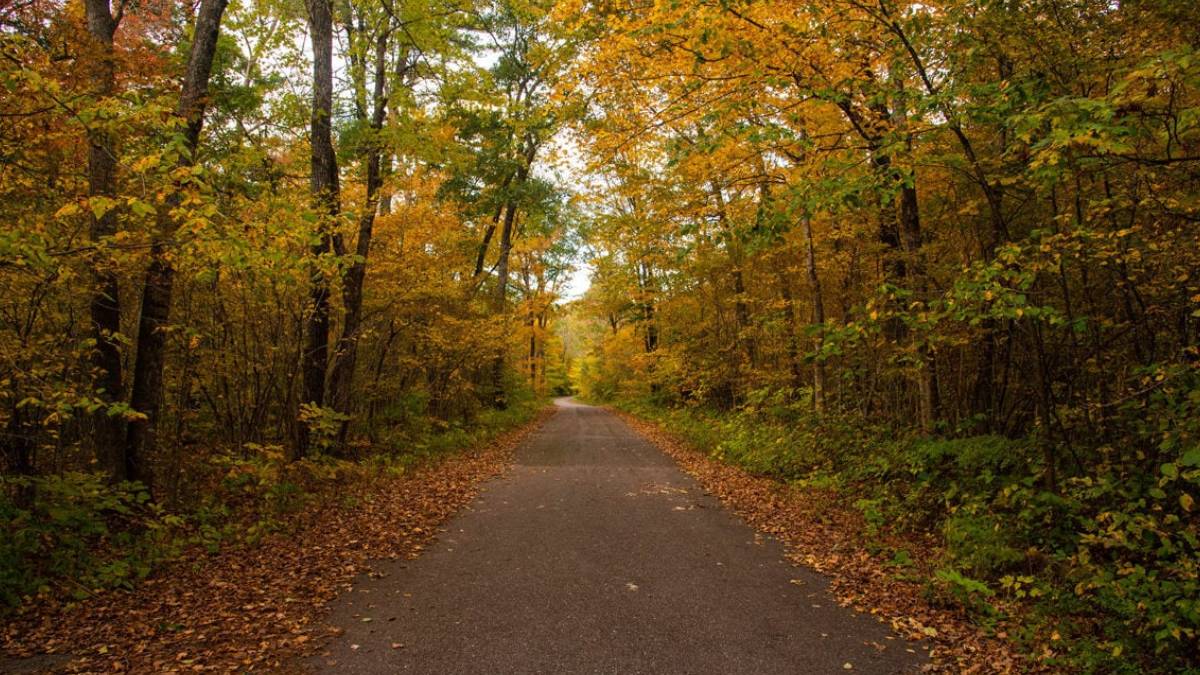 İstanbul Belgrad Ormanı, Kemerburgaz Ormanı, Yıldız Korusu, Atatürk Kent Ormanı, Atatürk Arboretumu girişler yasak mı? 2022 orman yasağı ne zaman bitecek?