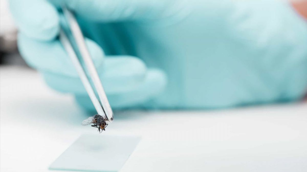 Bilim insanları sinek beynini hackledi