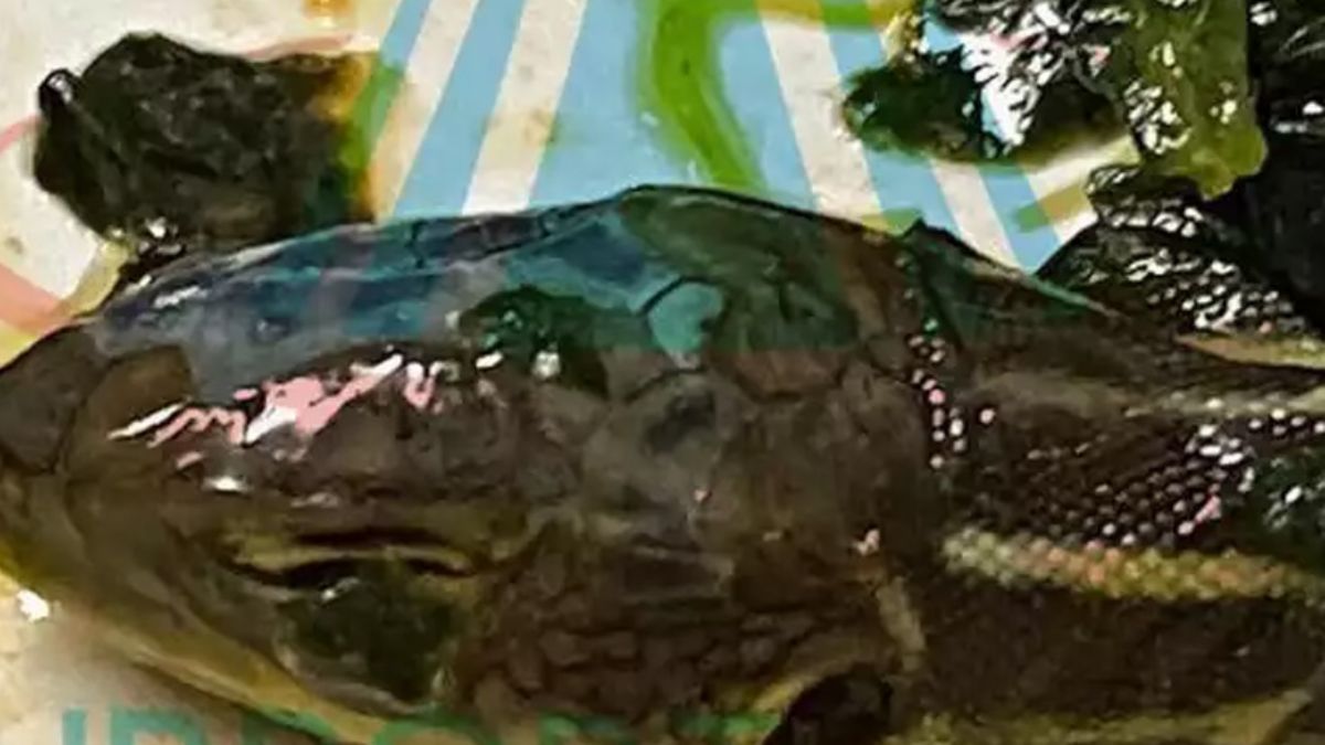 Uçakta verilen yemekten yılan ve salyangoz çıktı