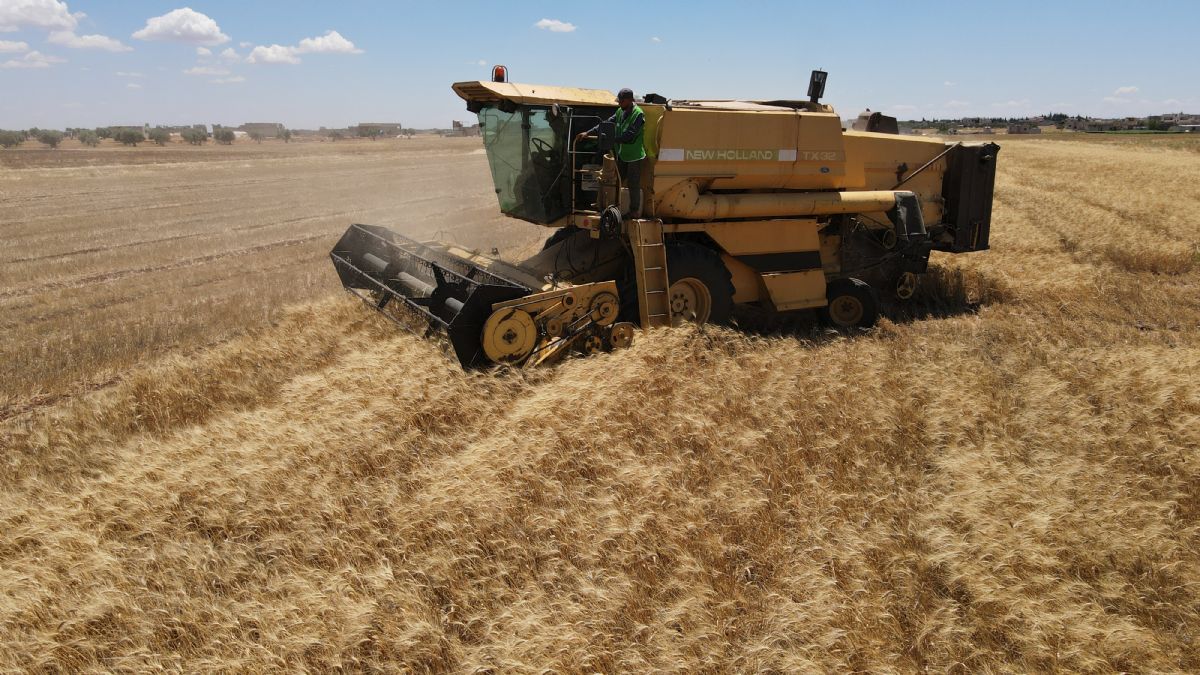 Suriye'de hasat zamanı