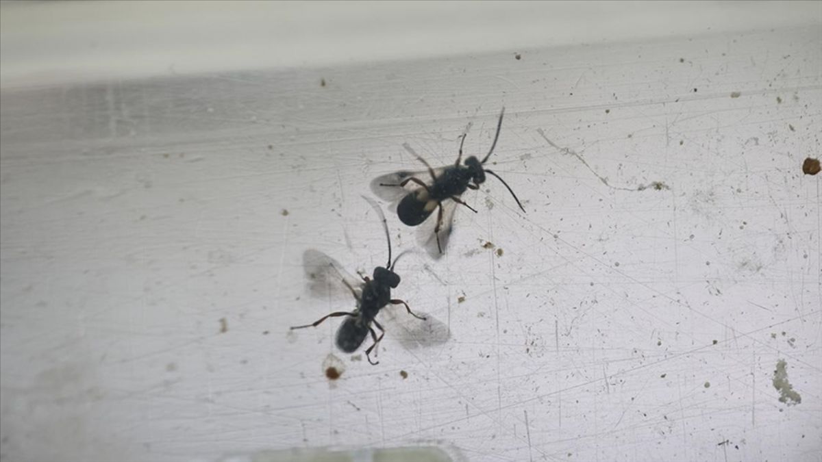 Faydalı böcekler çayır tırtılıyla 'tıkır tıkır' mücadele edecek