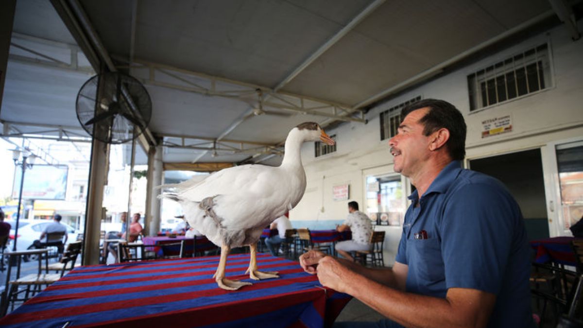 'Can dostum Papatya'