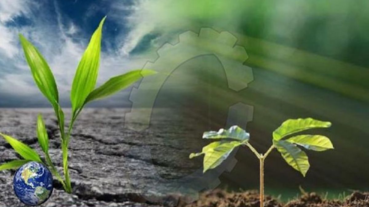 Bilim insanları kuraklığa dayanıklı bitki geliştirdi: Artık her koşulda bitki yetişebilecek