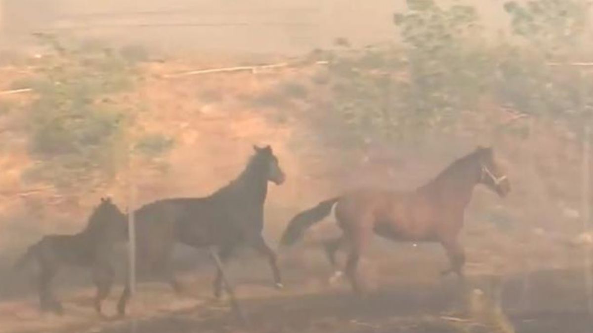 Ailesi için alevlerin arasına dalan at izleyenlerin içini ısıttı