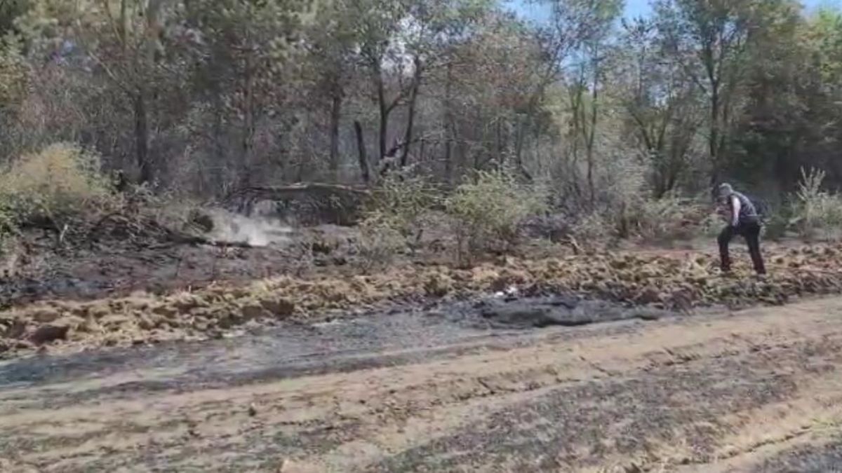 Tekirdağ'da anız yangını ormana sıçradı