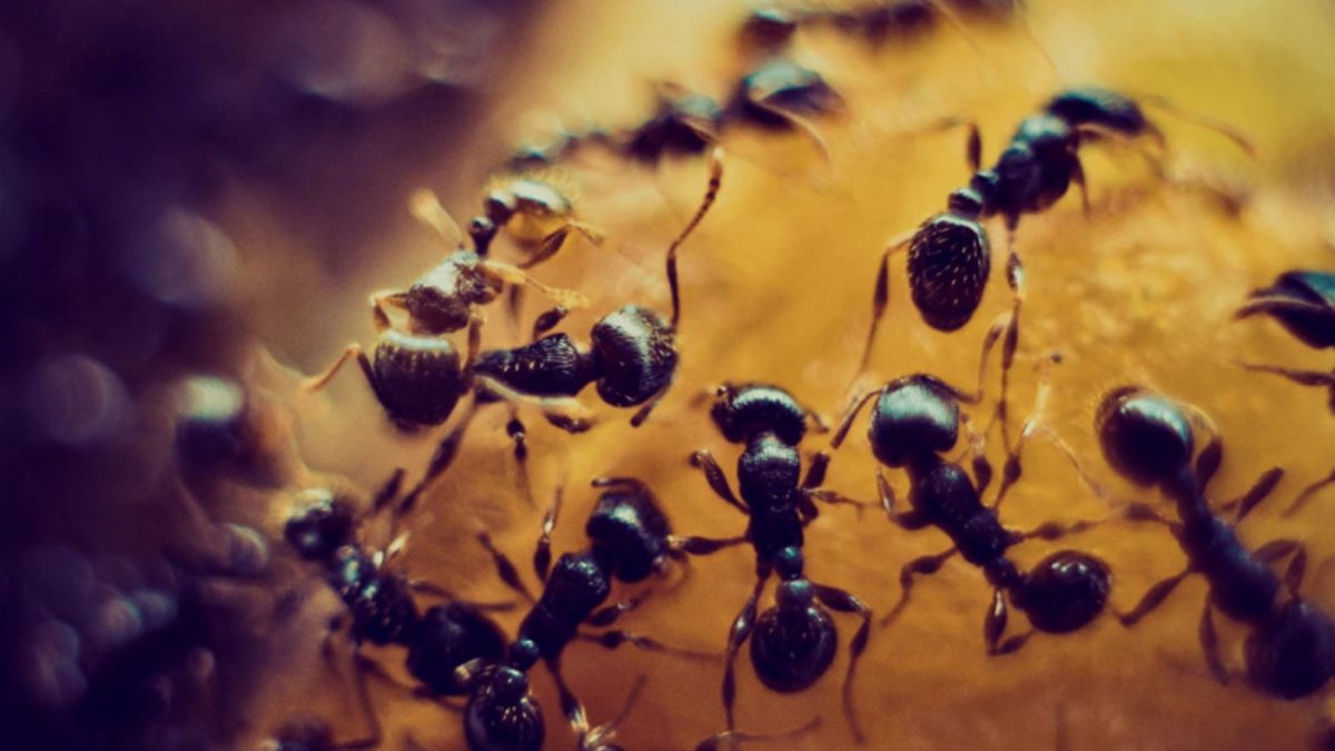 Karınca kolonileri karar verirken beyindeki nöron ağları gibi davranıyor
