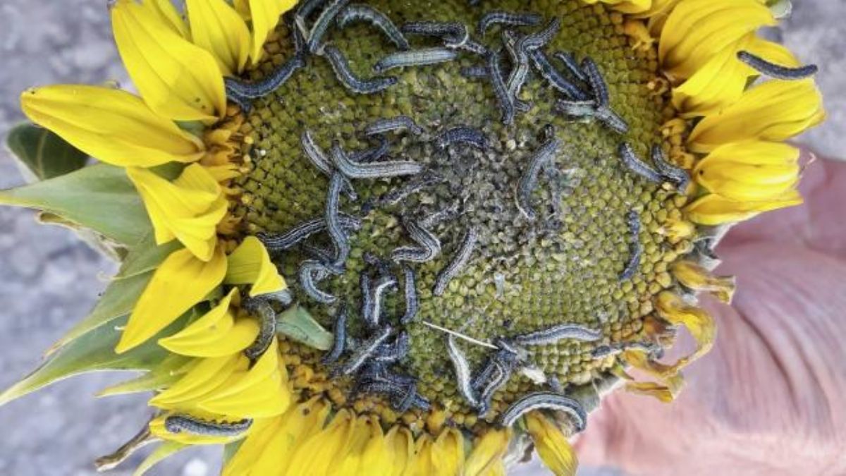 Çayır tırtılı nedir? Çayır tırtılıyla nasıl mücadele edilir?