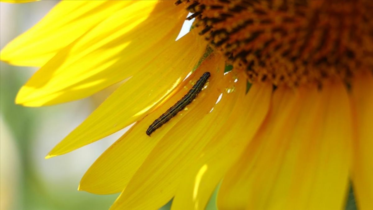 Tarım ve Orman Bakanlığı 'çayır tırtılıyla mücadele' talimatı