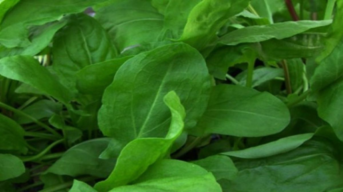 Kuzu kulağının faydaları nelerdir? Kuzu kulağı nerede yetişir, zayıflatır mı?