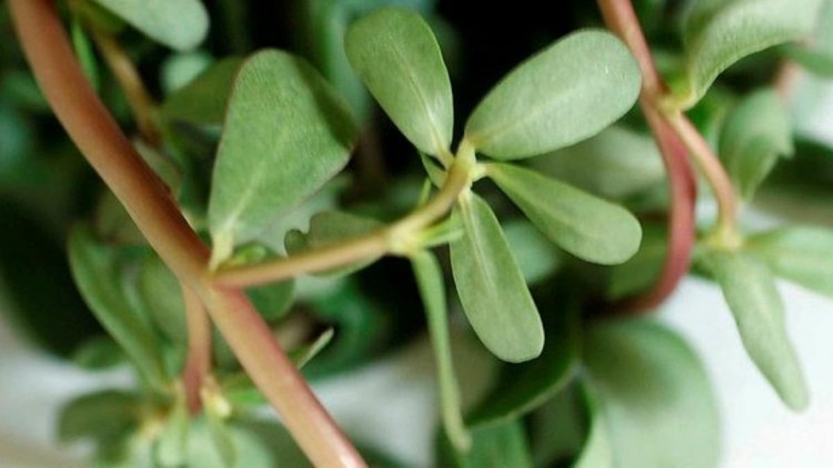 Semizotunun faydaları nelerdir? Semizotunu ne kadar tüketmek gerekiyor?