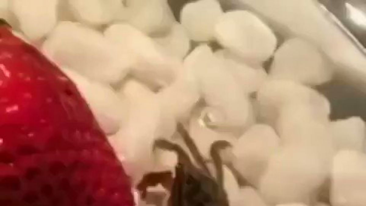 Çilek yiyen yengeç