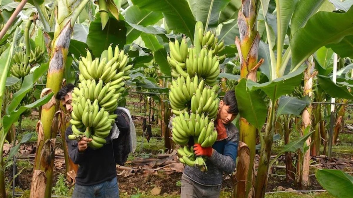 Muz üretiminde gübre kullanımı yüzde 60 düştü