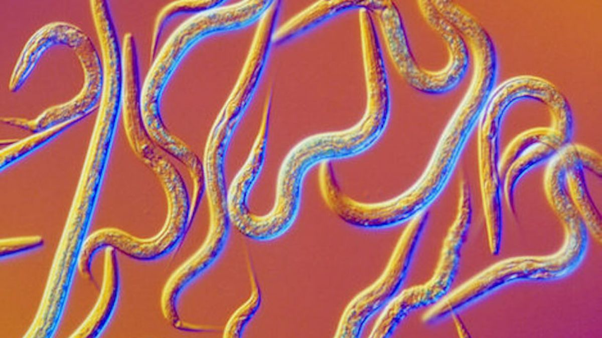 Bilim insanları kanser hücrelerini öldürebilen solucan geliştirdi