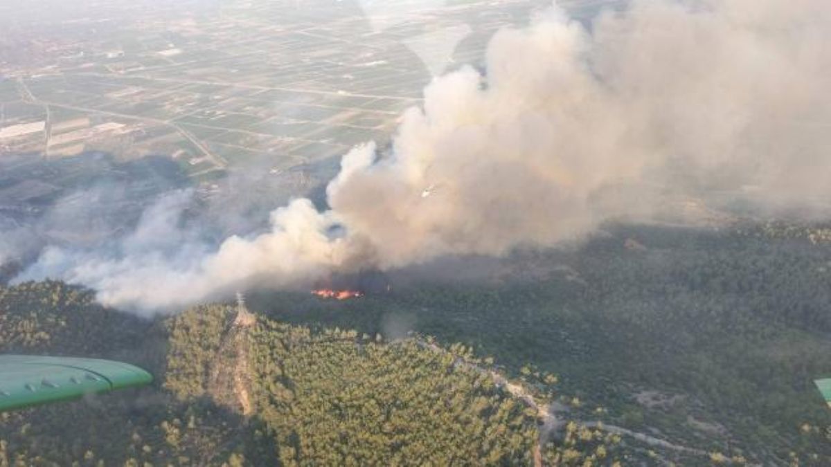 Aydın'da orman yangını!