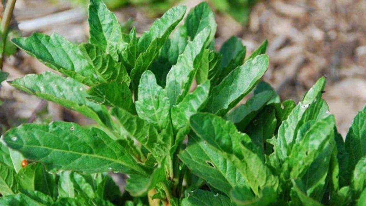 Ispanak faydaları neler? Ispanak neye iyi gelir?