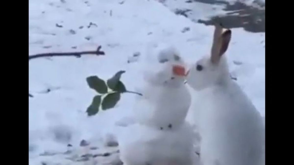 'Kardan adam'ın burnunu yerken görüntülendi