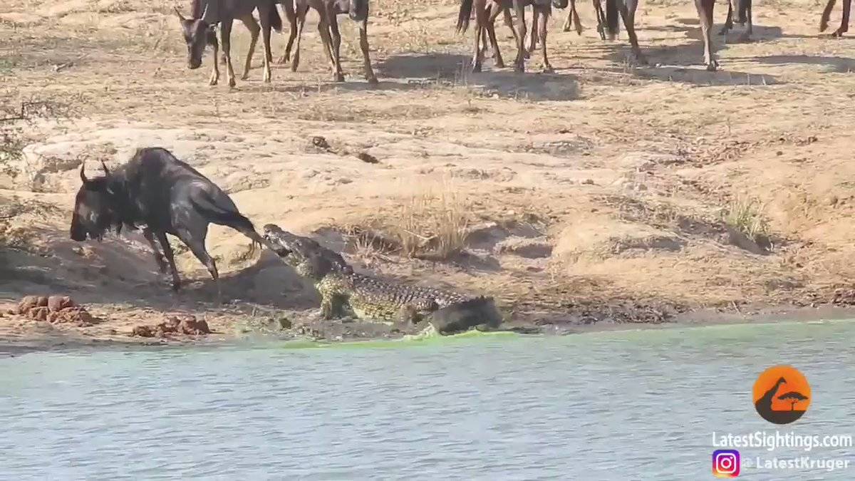 İki Su Aygırı, Timsahtan kurtulmaya çalışıyor