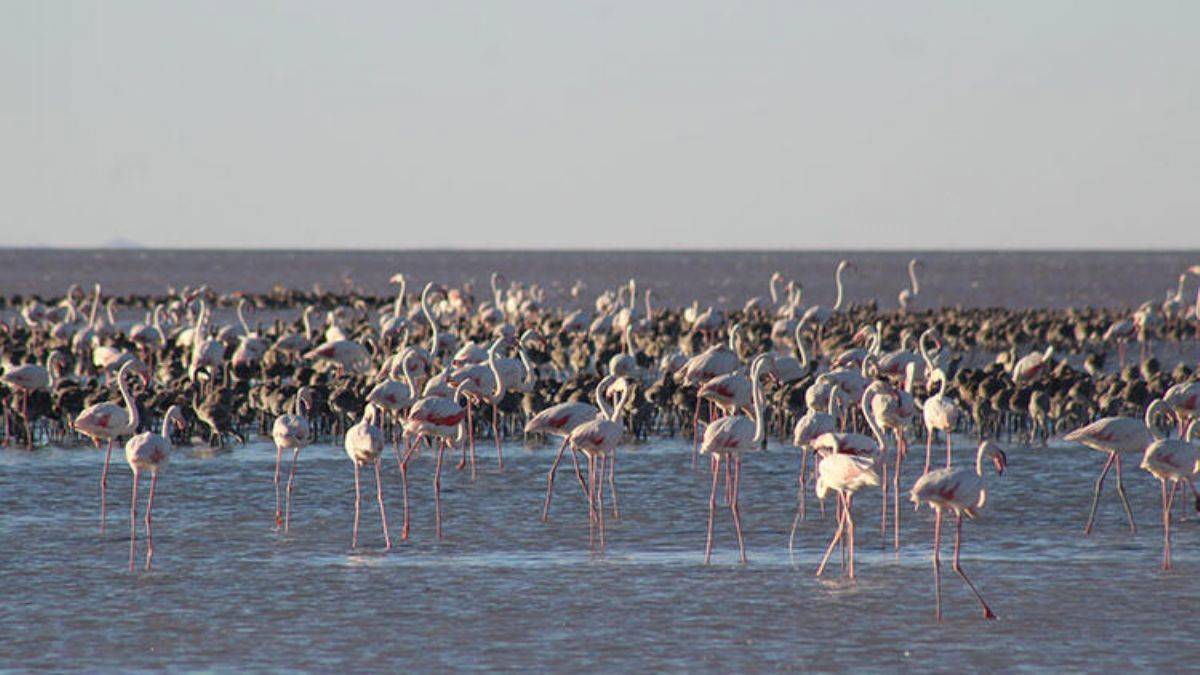 Kuraklık artıyor, flamingolar için kritik 15 gün başladı!