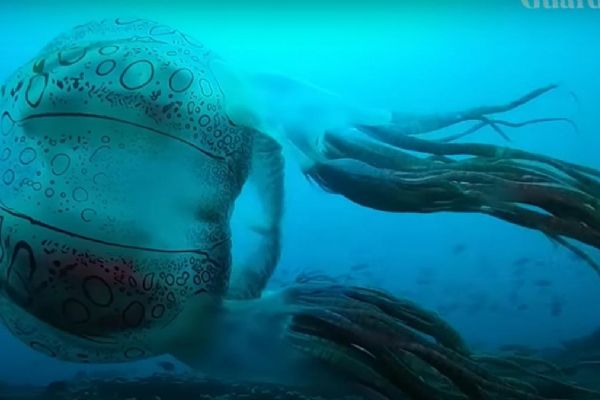 İlginç yaratığın görüntüleri şaşırttı! Yetkililer anında aradı