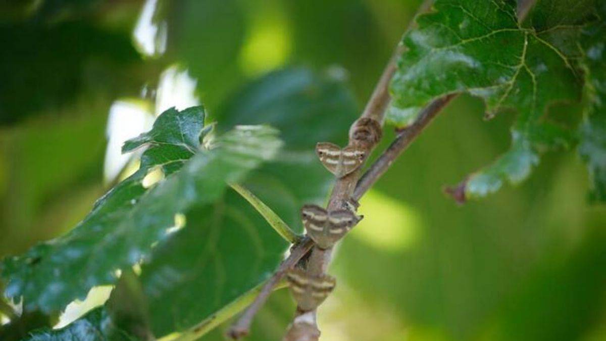 Aman dikkat! 'Vampir Kelebek'ler İstanbul'da