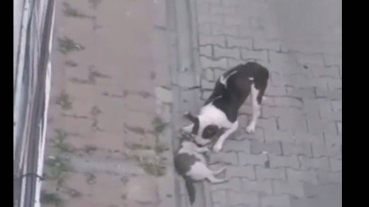 Pitbull köpeklerine kedileri parçalatırken görüntülendi!