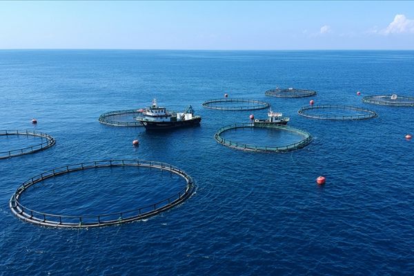 Türkiye, su ürünleri zenginliğini dünyaya ihraç ediyor