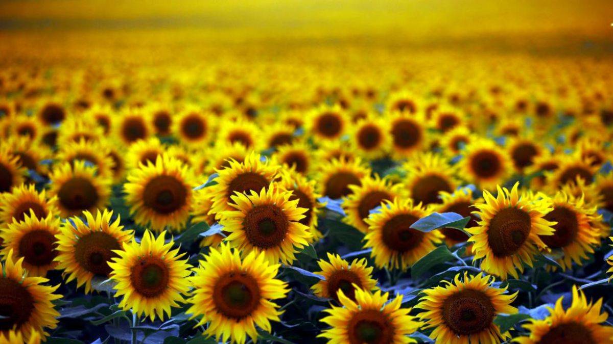 Ayçiçeği en çok nerede yetişir? Ayçiçeği tarlaları nerede var? Ayçiçek tarlalarına ne zaman gidilir?