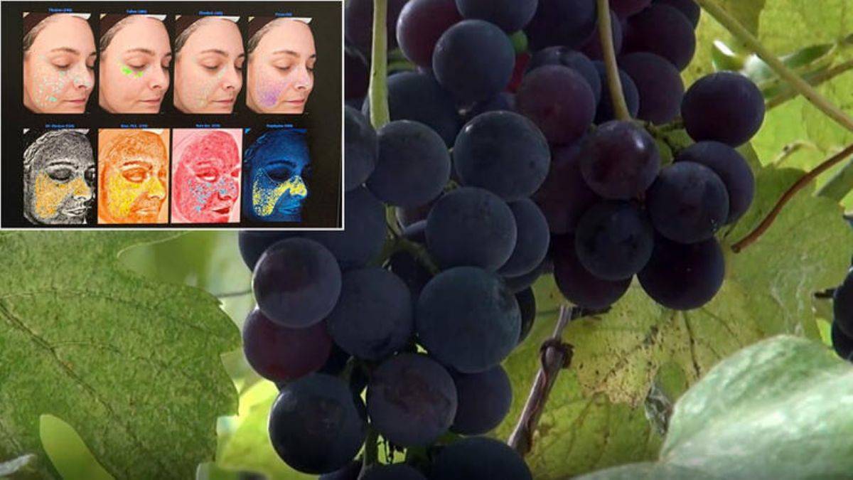 'Kokulu üzüm'den hücre yenileyen krem üretildi