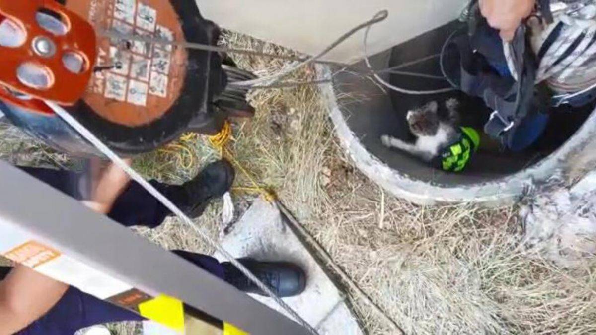 Kuyuya düşen yavru kedi, 10 günlük çalışma sonucu kurtarıldı