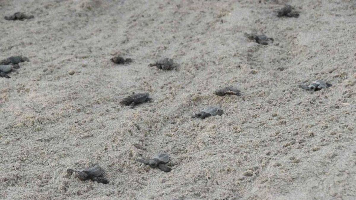 Patara’da 5 bininci yavru caretta, Akdeniz'in mavi suları ile buluştu