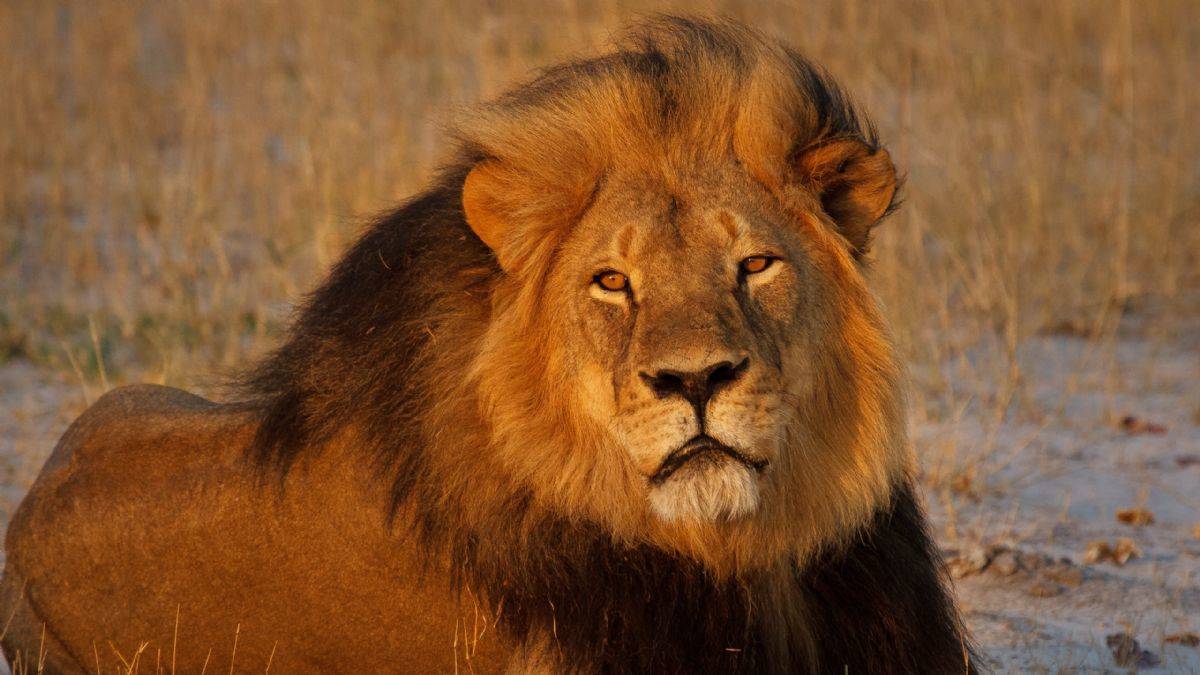 Dünya Aslan Günü I Aslan nüfusu son 20 yılda yüzde 43 azaldı