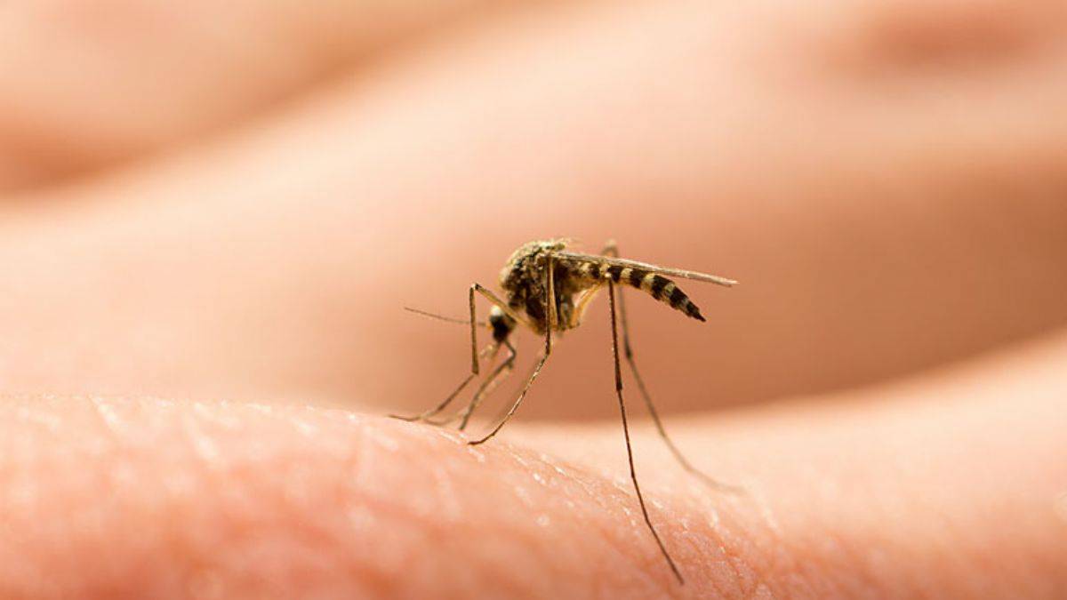 Sivrisinek ısırığı sonrası görülen ateşe dikkat!