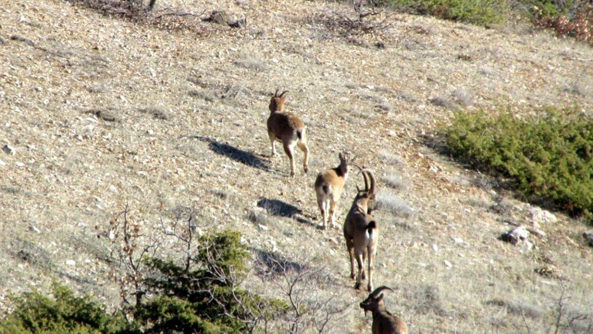 Yaban keçileri, flamingolar, alageyik, kızılgeyik ve karaca... Avlanabilecek hayvanlar listesine tepki büyüyor!