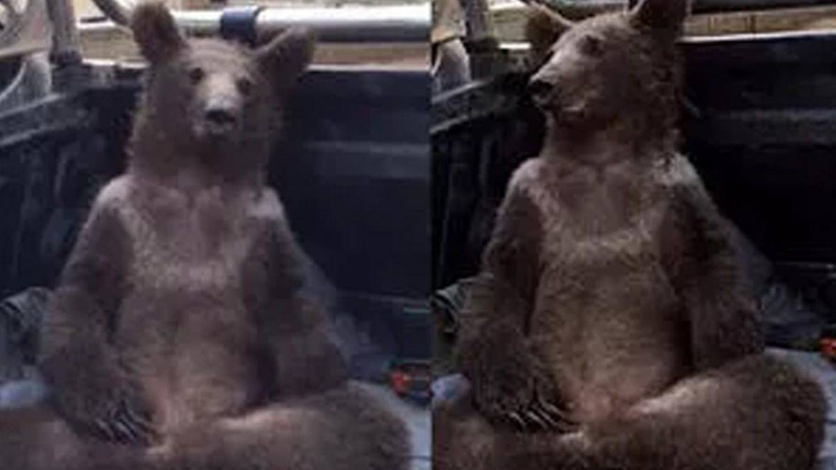 Deli balı fazla kaçıran ayı baygınlık geçirdi