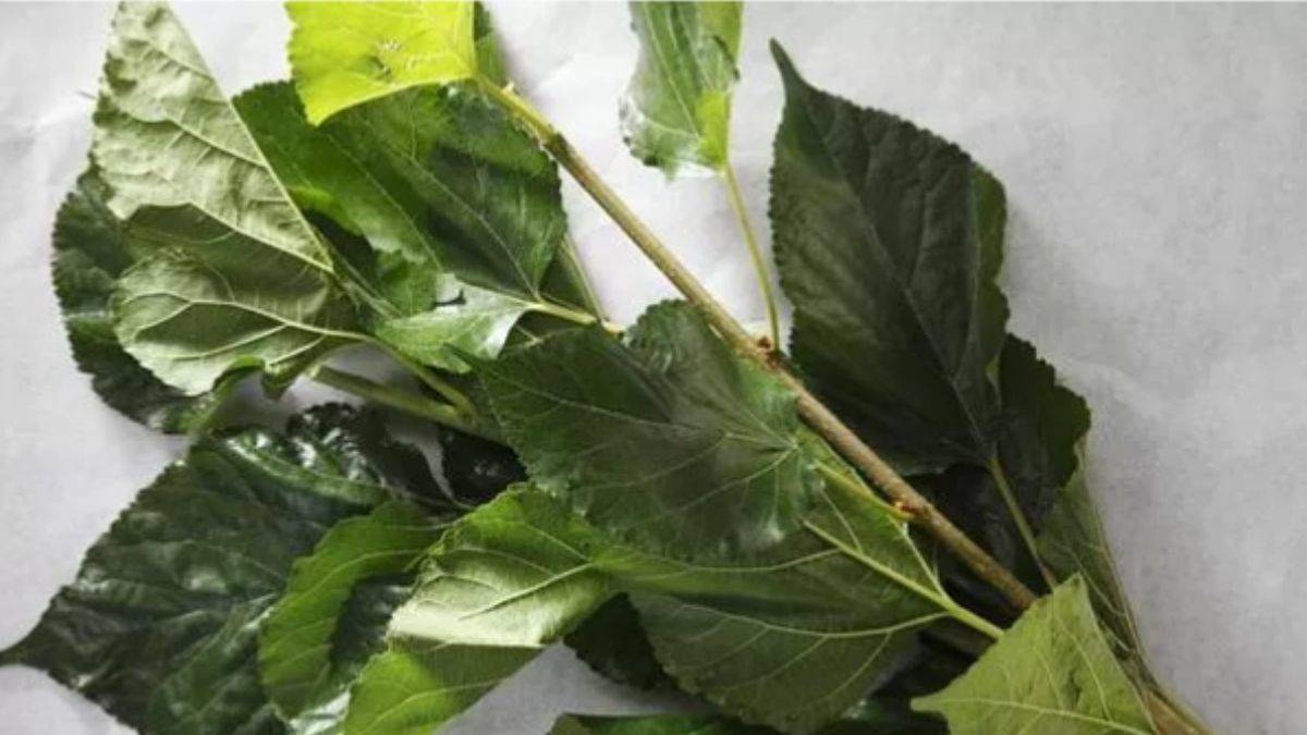 Şeker hastaları bu karışımı denemelisiniz