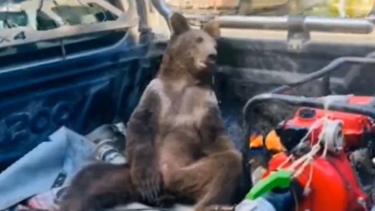 Yediği balla sersemleşen ayıyı bulan ormancı konuştu