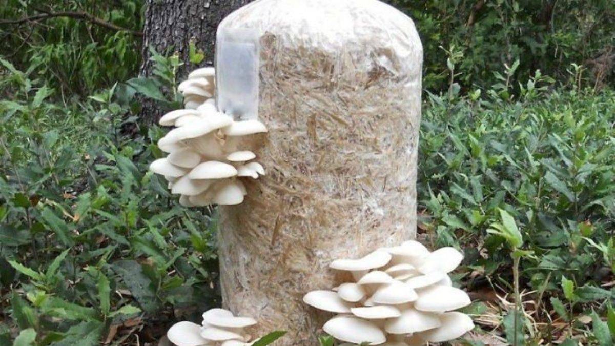 İstiridye Mantarı Faydaları Neler? İstiridye Mantarı Neye İyi Gelir?