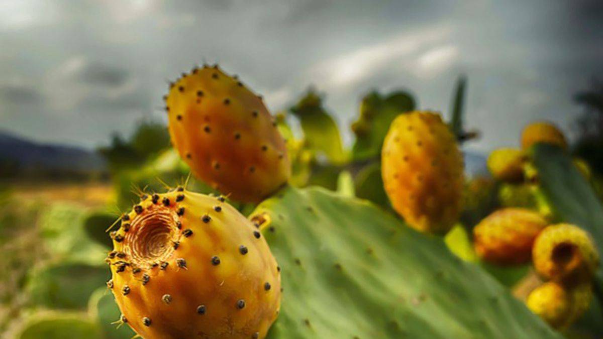 Dikenli incirin faydaları nelerdir? Dikenli incir nasıl toplanır ve yenilir? Zararı var mıdır?