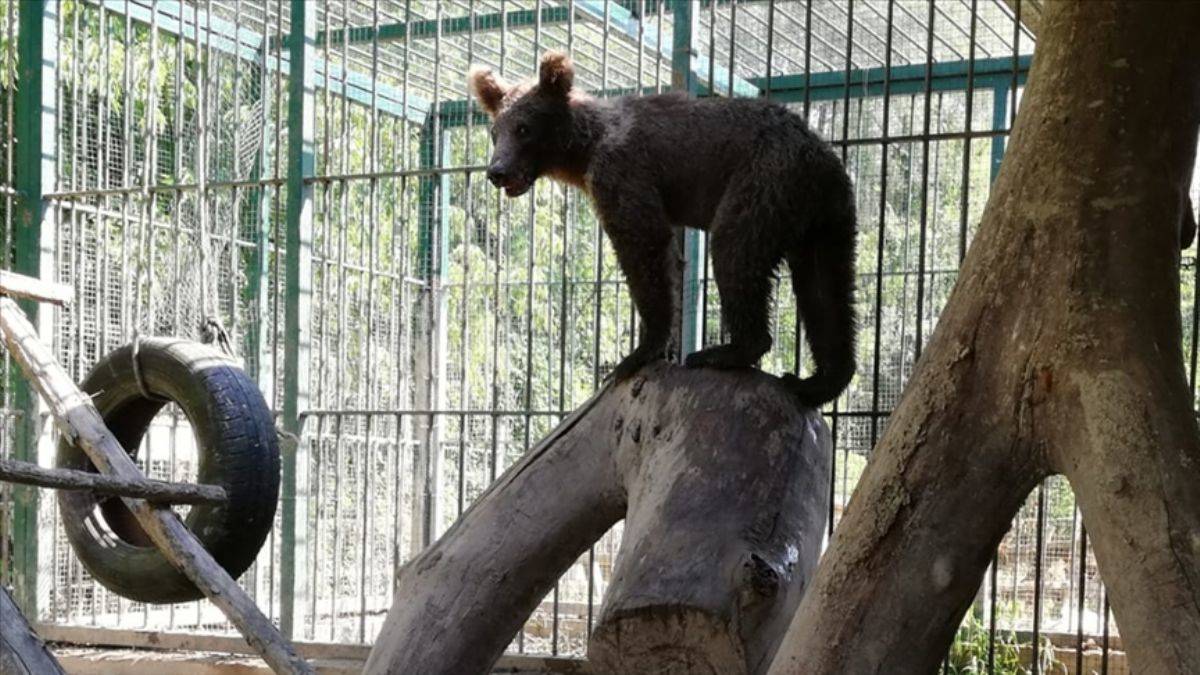 Acı bal yiyerek baygınlık geçiren ayının adı 'Balkız' oldu