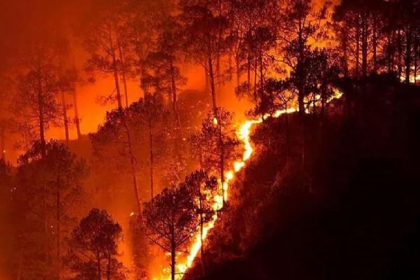 Avrupa'daki orman yangınları en yoğun seviyeye ulaştı