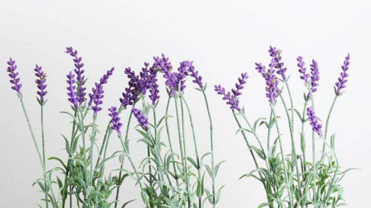 Evinizde stresi azaltacak, huzur getirecek 15 bitki
