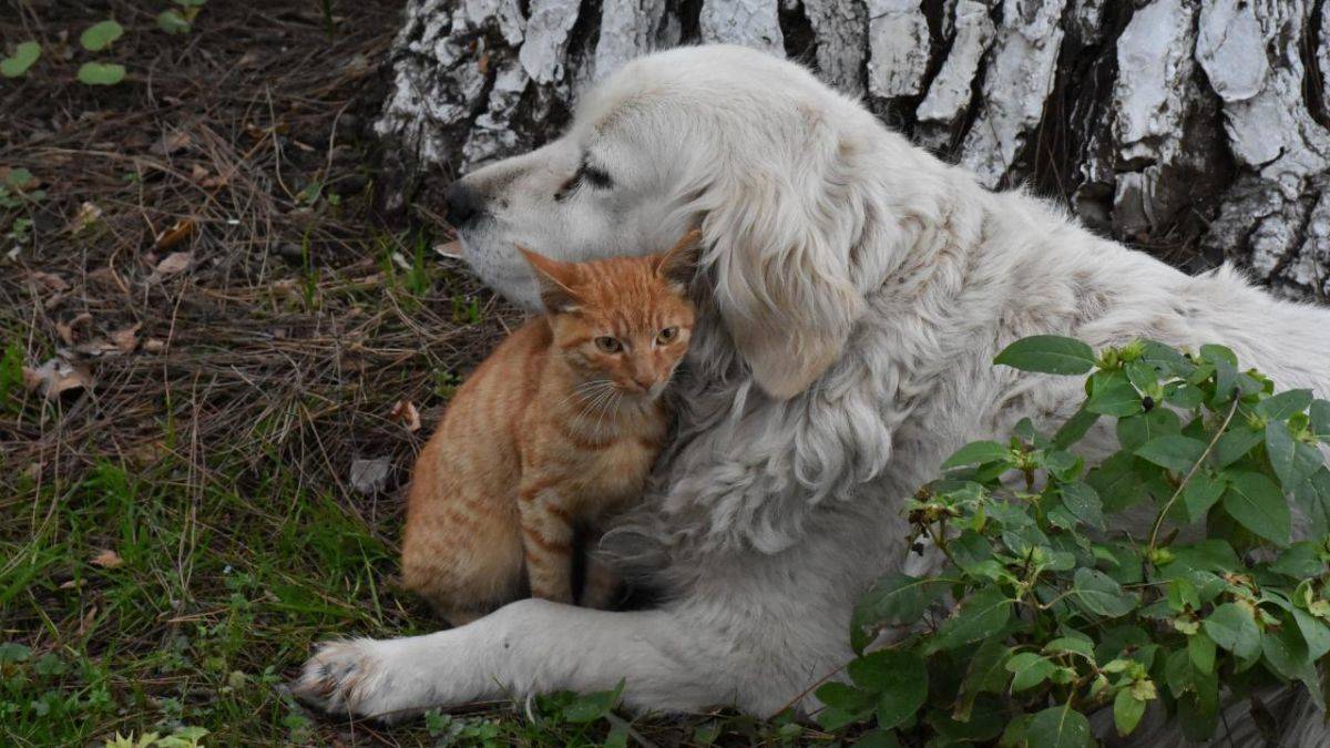 DSÖ'den evcil hayvan sahiplerine maymun çiçeği uyarısı