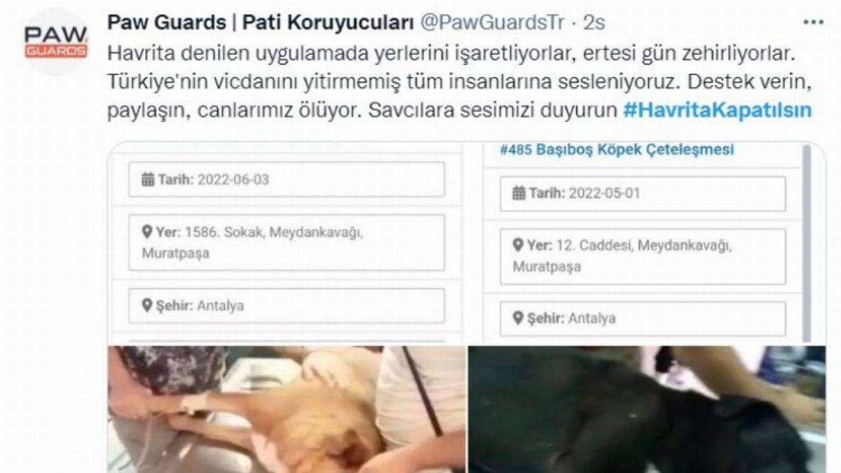 Havrita sitesinde fişlenen hayvanlar ölü bulunuyor! Sosyal medya ayakta!