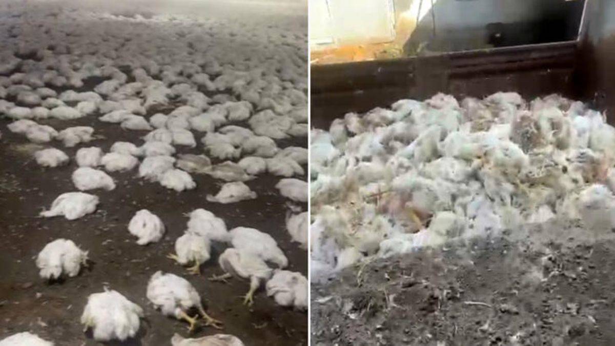 Mersin'de 20 bin tavuk telef oldu