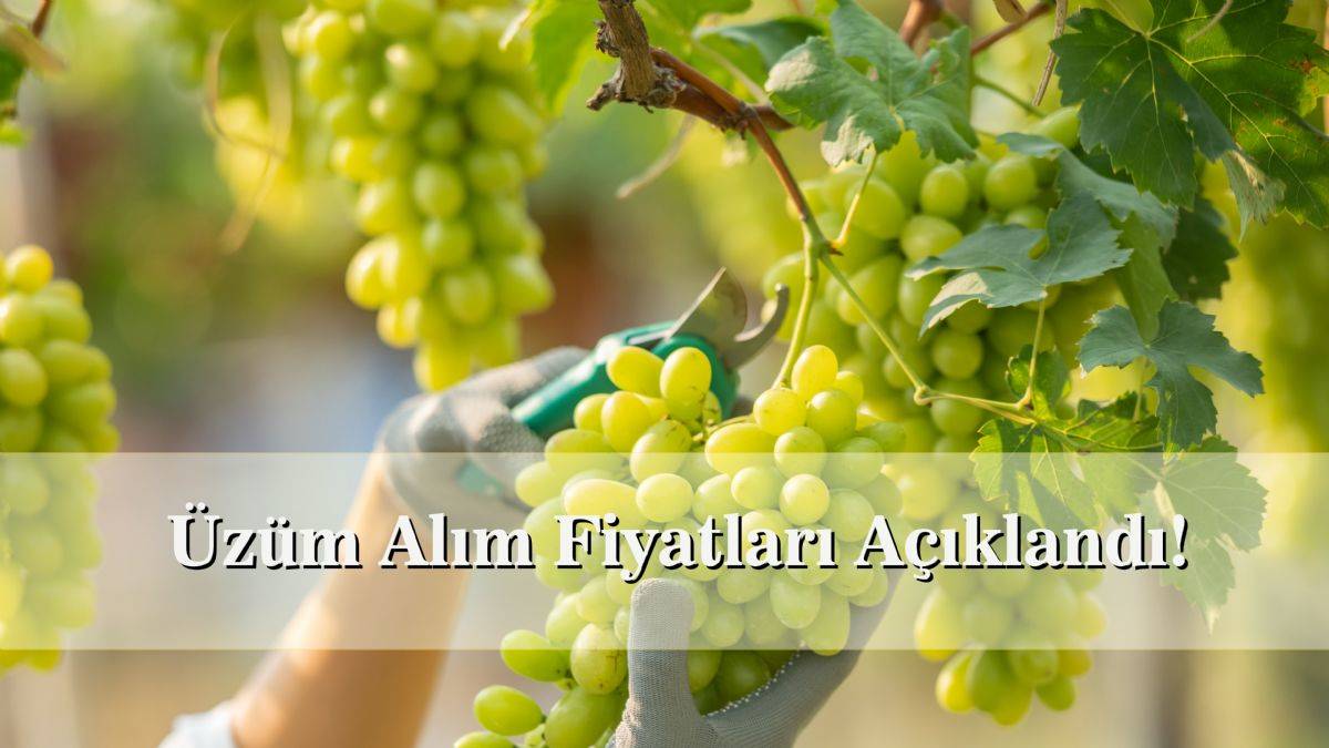 Üzüm alım fiyatları | 2022 üzüm alım fiyatları ne kadar? Kuru üzüm, çekirdeksiz üzüm alım fiyatları