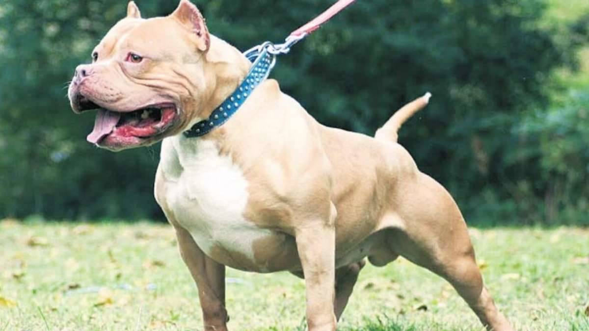 Pitbull beslemek yasak mı? Pitbull beslemenin cezası ne? Pitbull cezası kaç TL?