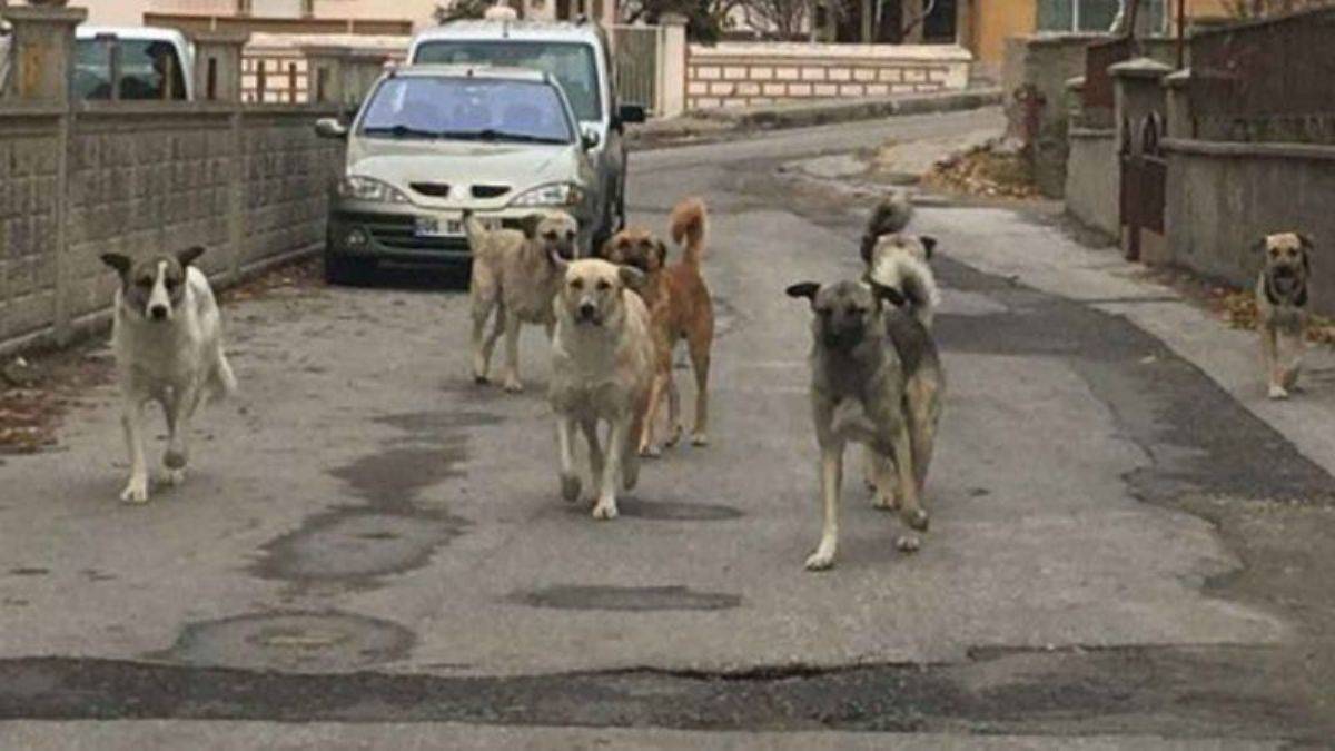 Havrita nedir? Havrita ne demek? Havrita köpekleri öldürüyor mu?